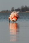 Chileense flamingo (Phoenicopterus chilensis), Veluwe